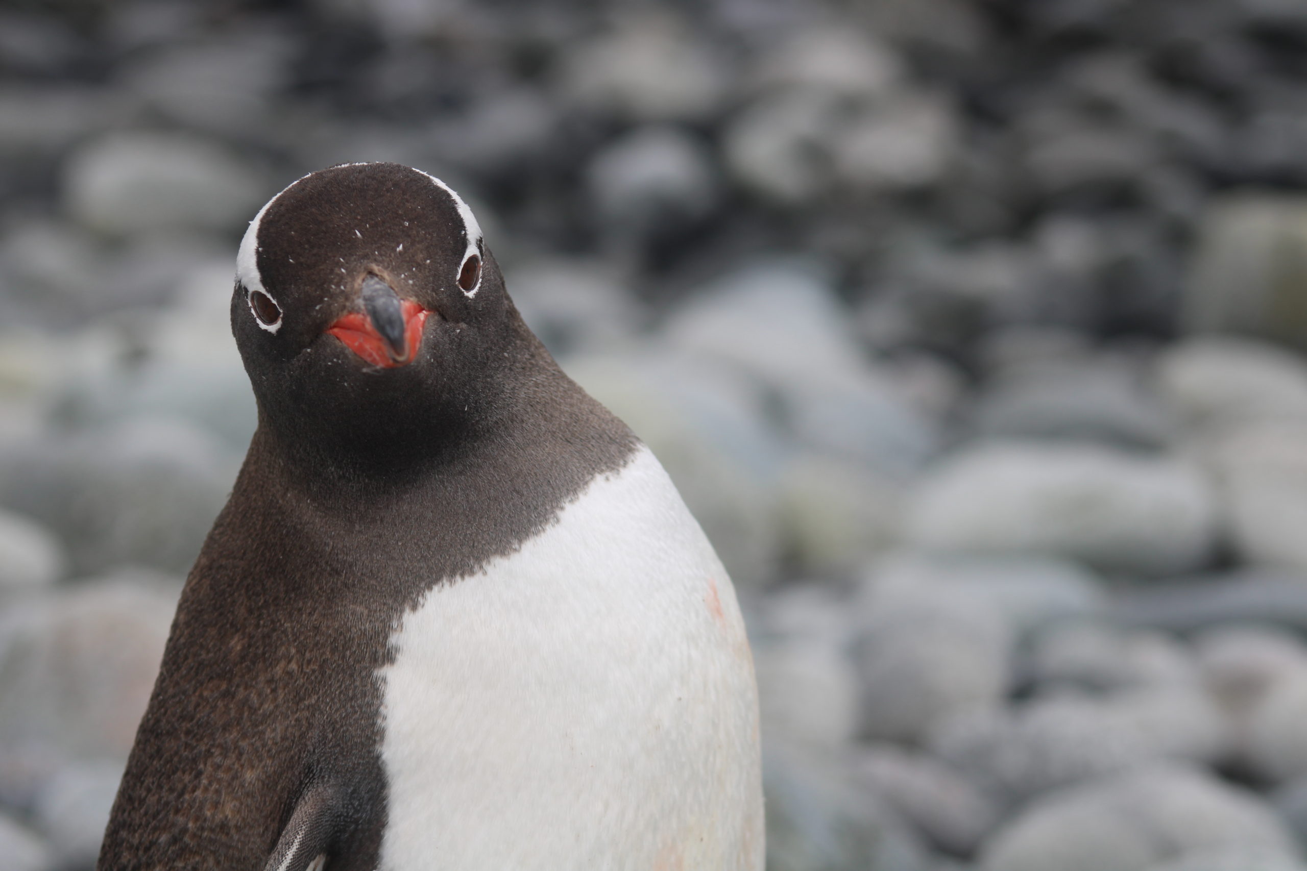 Fort Point on Greenwich Island — Sat Jan 29th — Penguins!